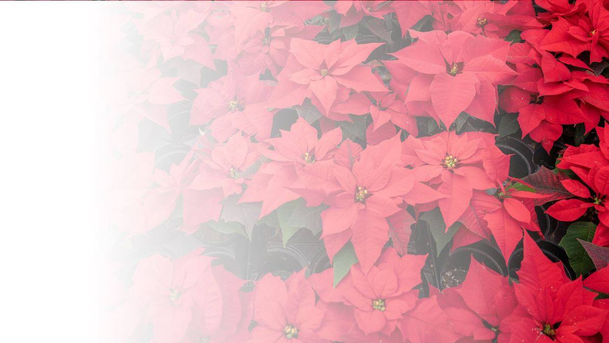 Planten