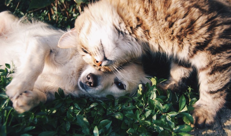 Alles over het ONTVLOOIEN van de hond of kat!
