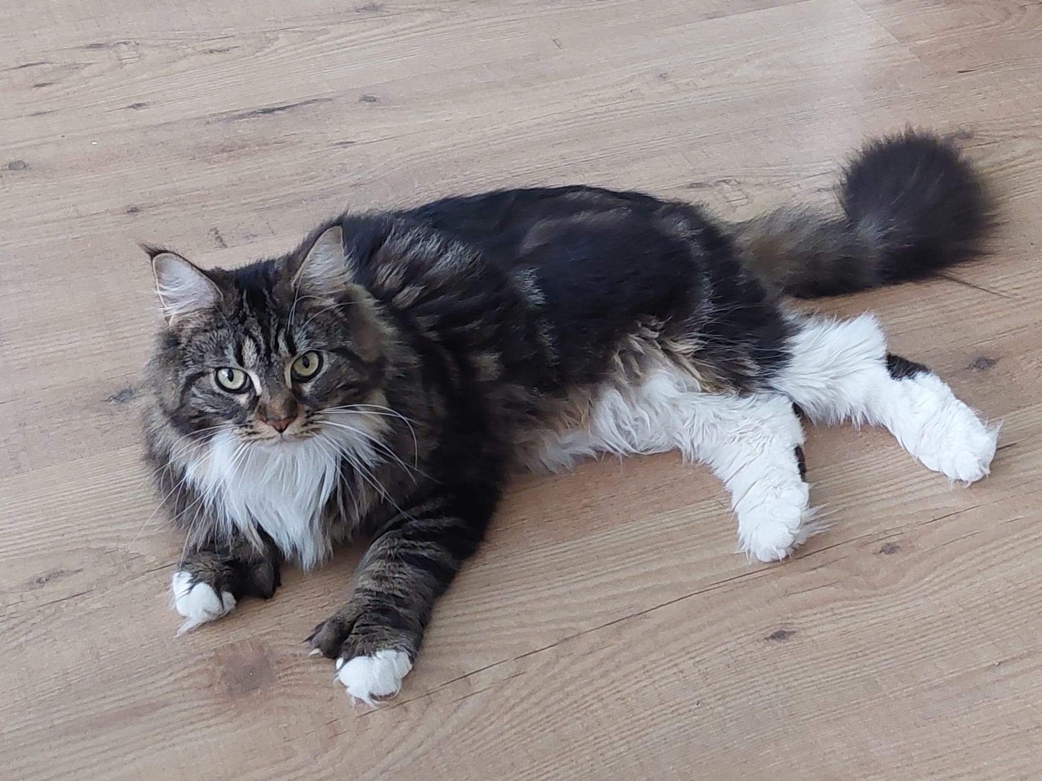 Polydactylie bij katten