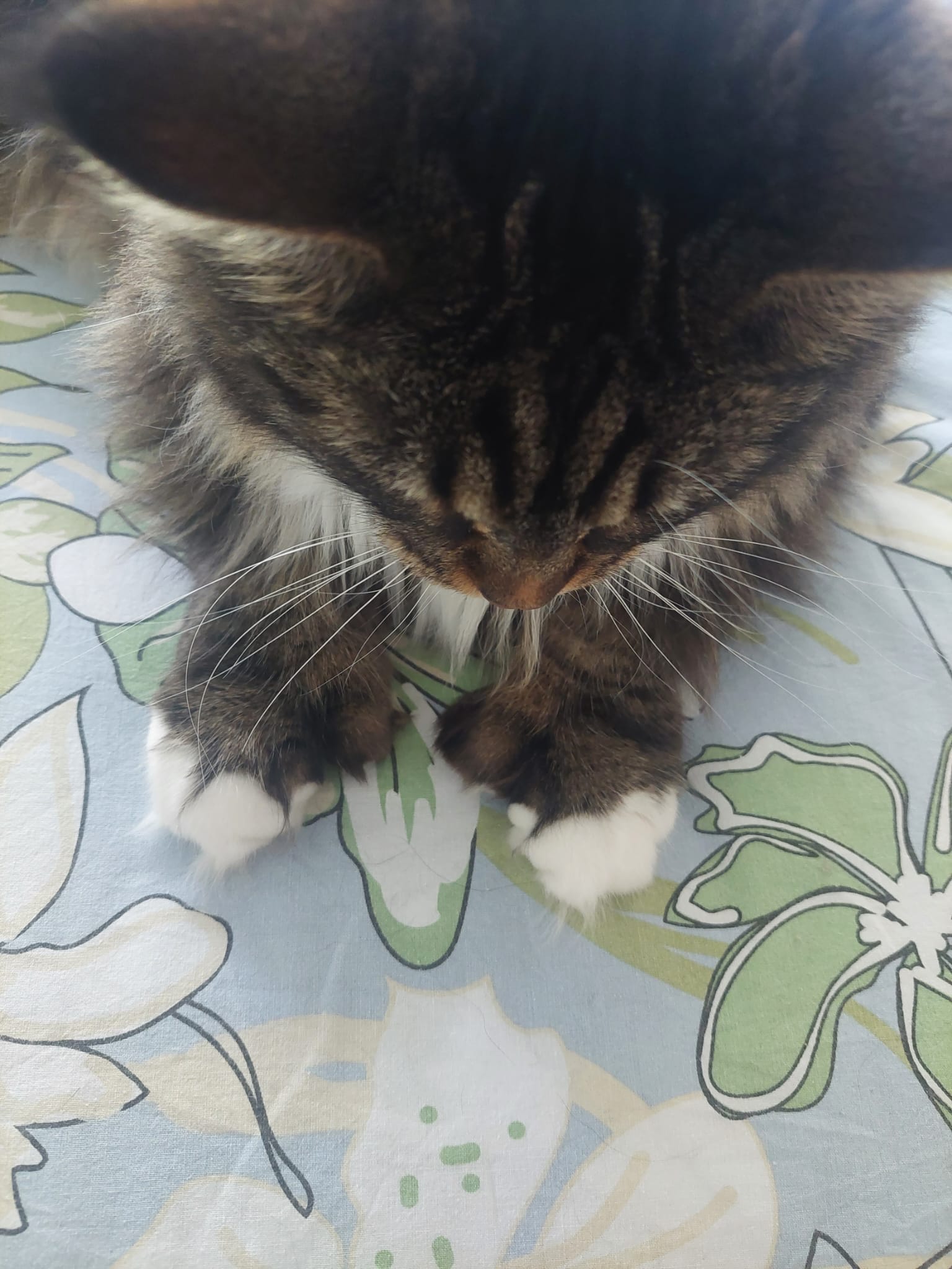 Maine Coon met polydactylie
