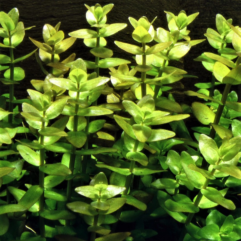 Bacopa amplexicaulis