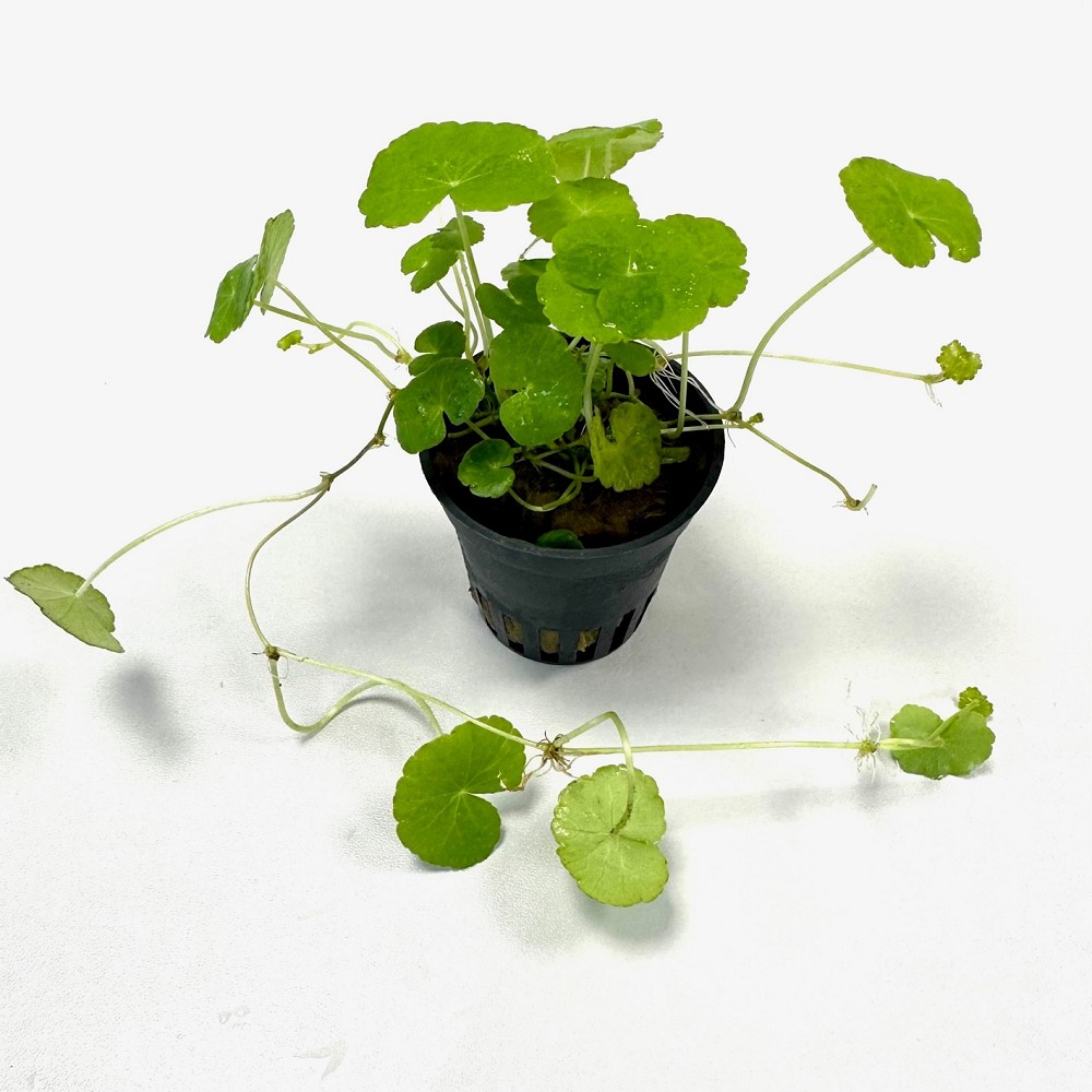 Hydrocotyle Leucocephala