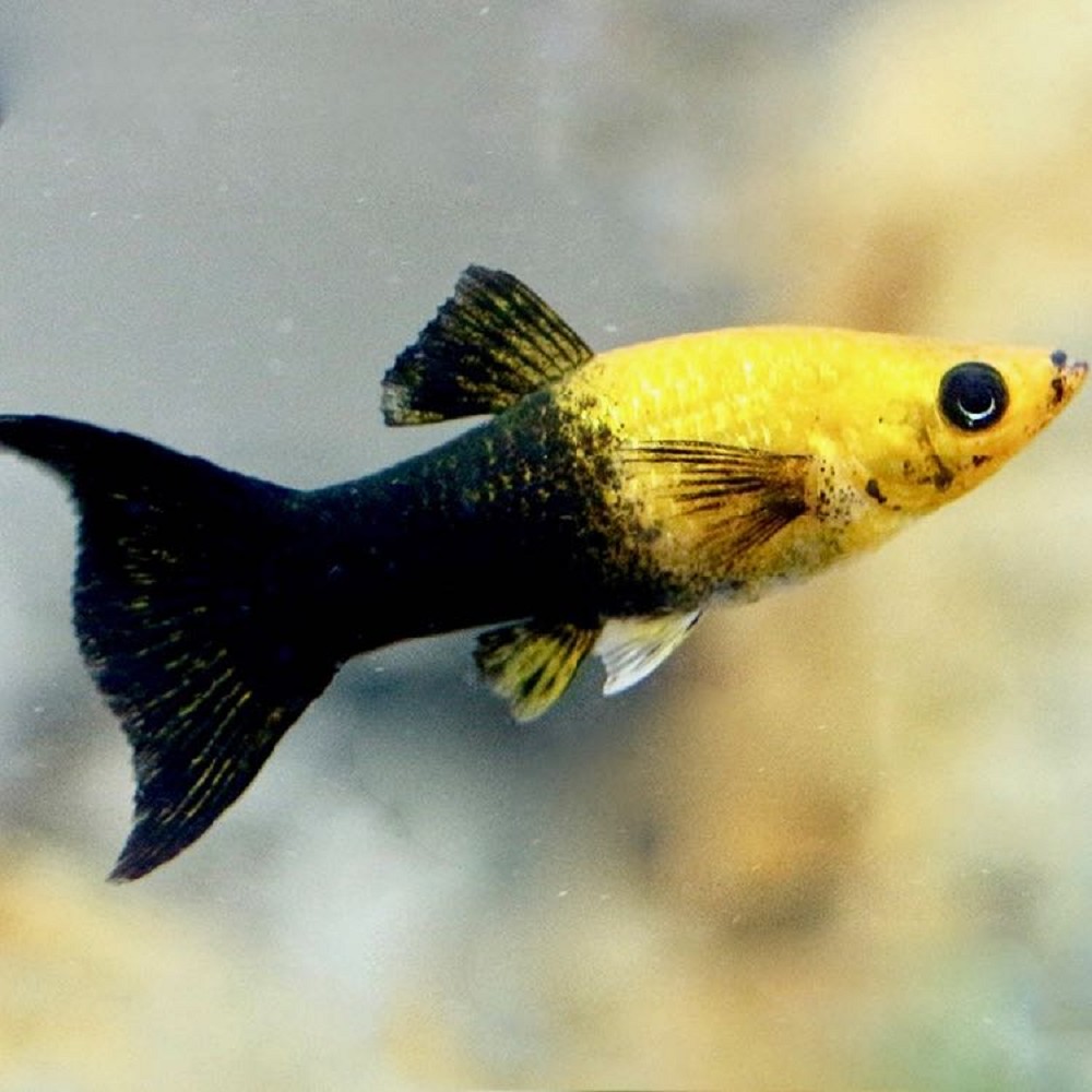 Molly Panda Gold/Black M