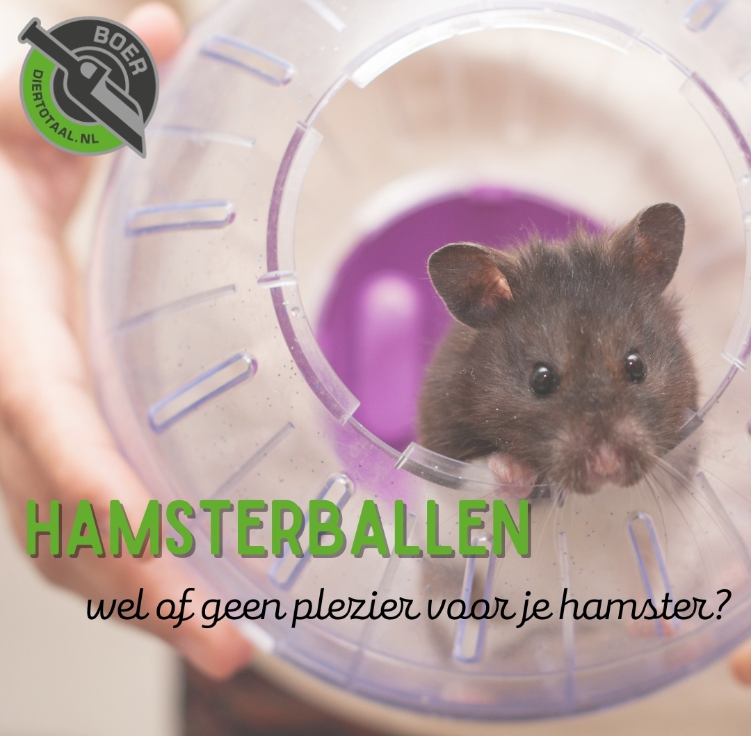 HAMSTERBALLEN: wel of geen plezier voor je hamster