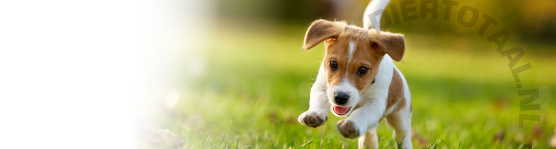 Hond
