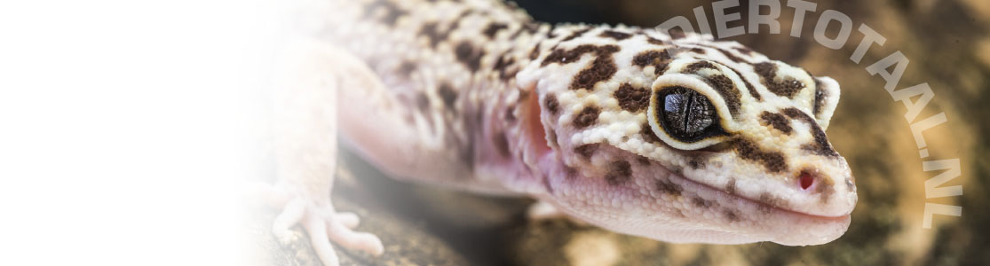 Reptiel