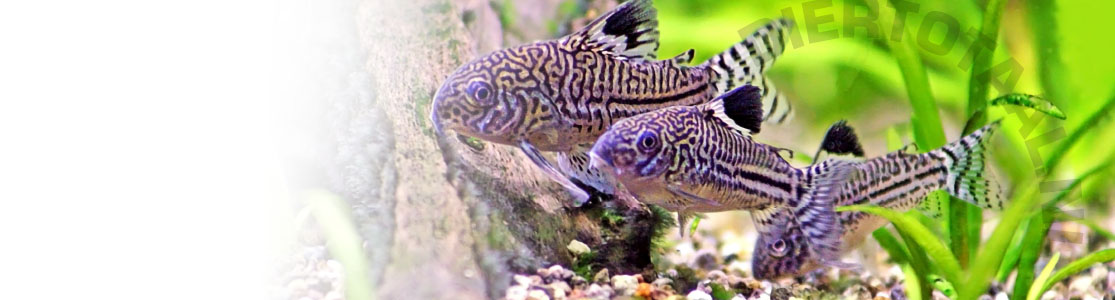 Aquaria