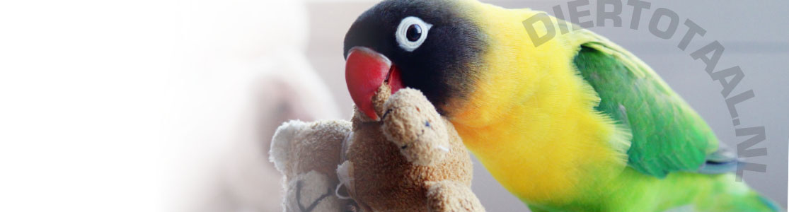 Vogel