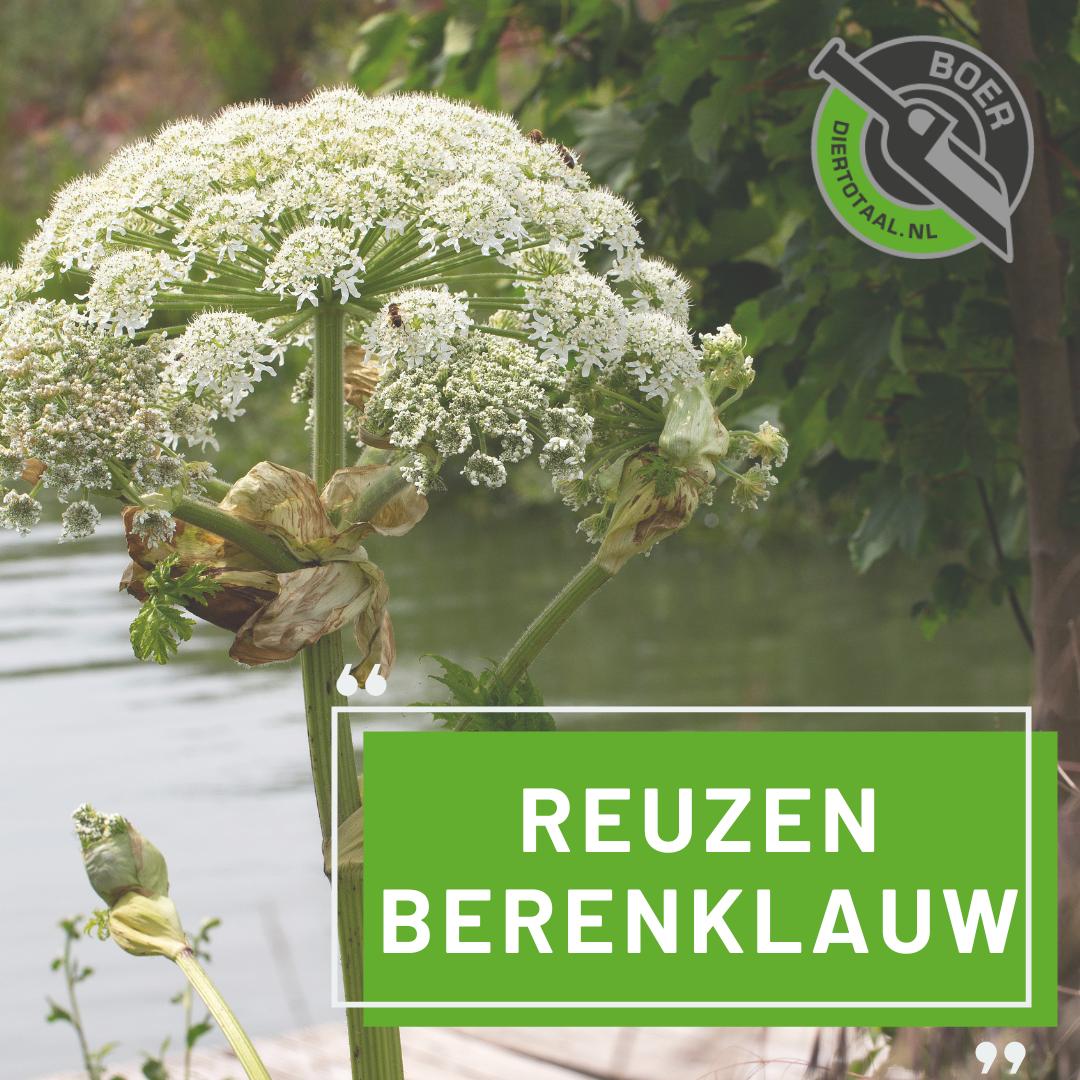 Pas op voor de REUZENBERENKLAUW!