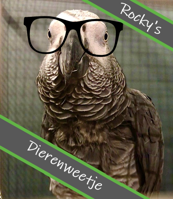 Vliegende slangen!? | Rocky's dierenweetje week 40