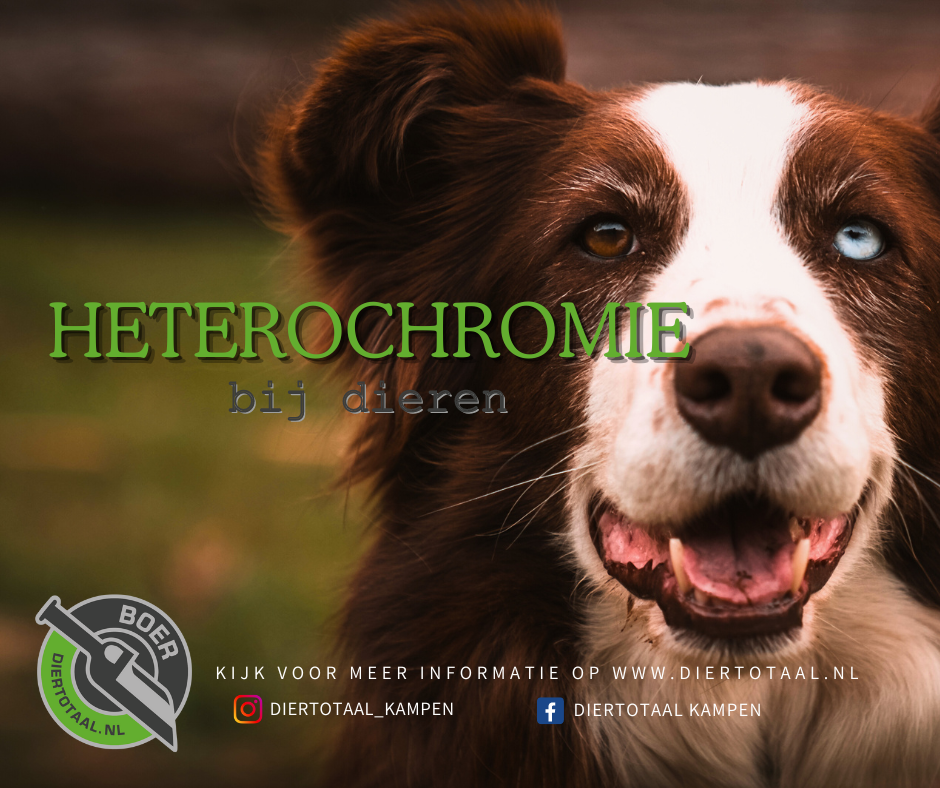 Heterochromie bij dieren