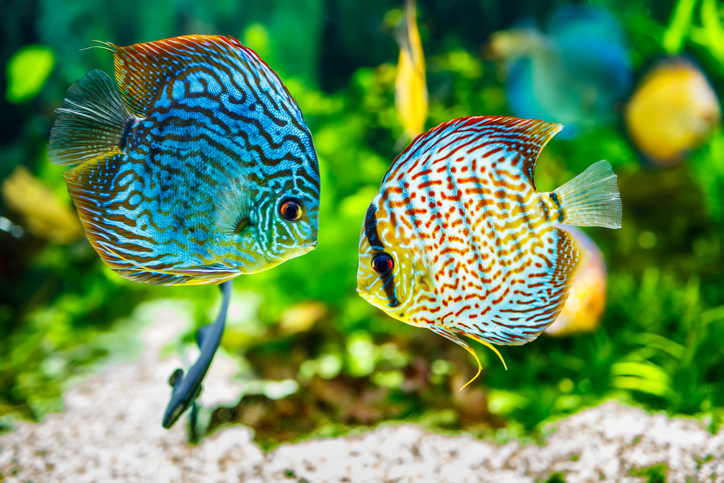 DE plantenvoeding voor jouw AQUARIUM verkrijgbaar bij DIERTOTAAL