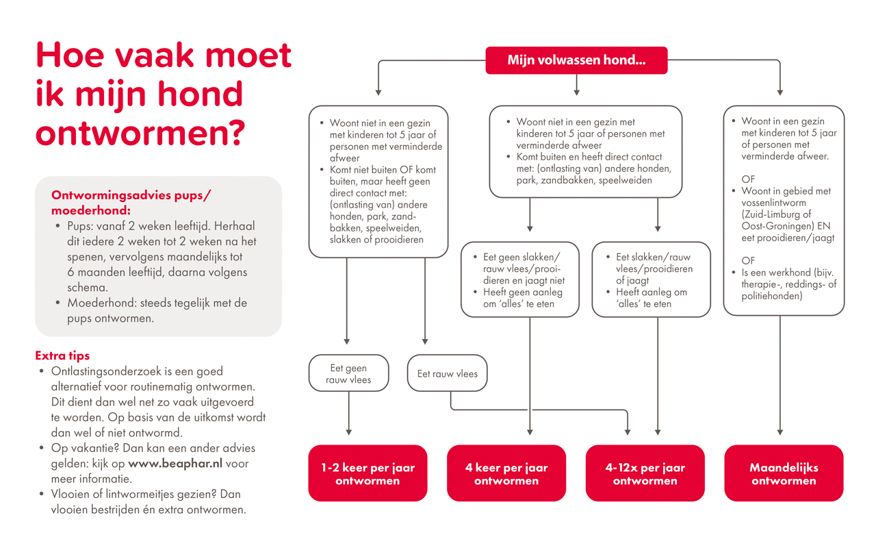 Wormen bij je hond? Dit is wat moet doen! | Diertotaal.nl