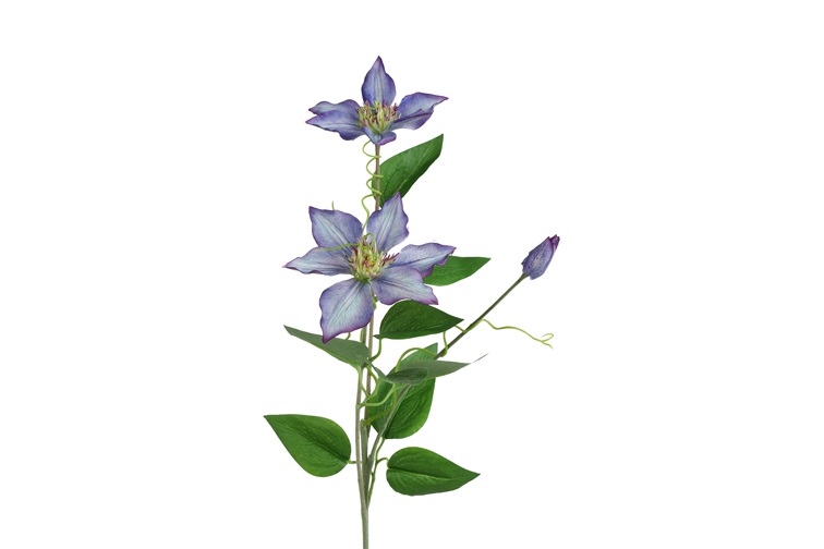 Countryfield Clementis Blauw
