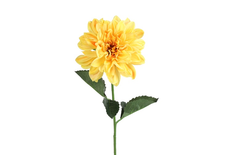 Countryfield Dahlia Geel