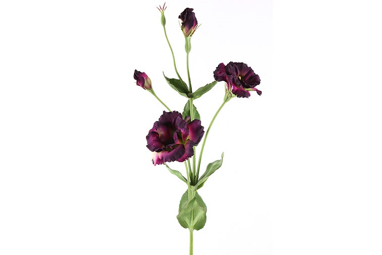 Countryfield Lisianthus Paars