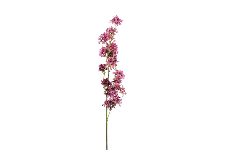 Countryfield Matthiola Donkerroze