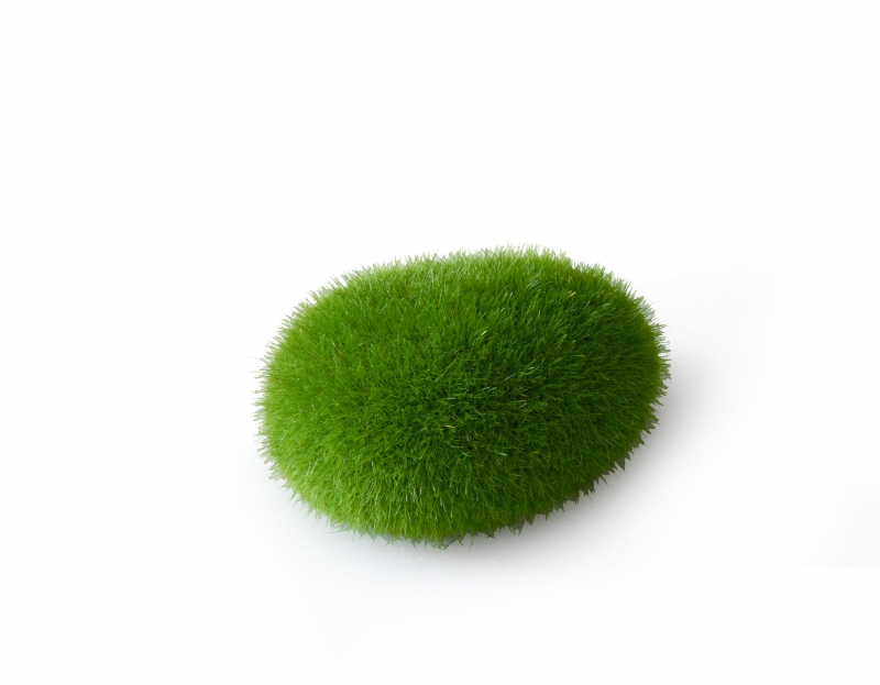 Aqua Della Moss Ball -Medium- Ca.10x6,5x5 cm