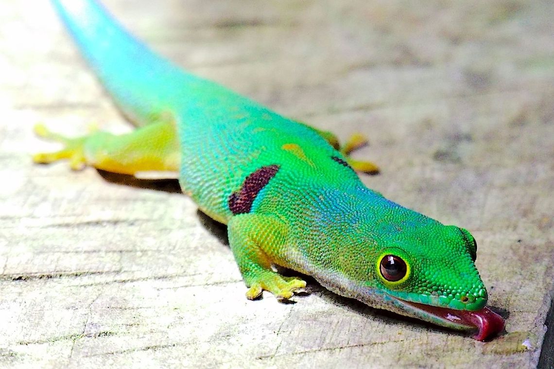 Phelsuma dorvittata