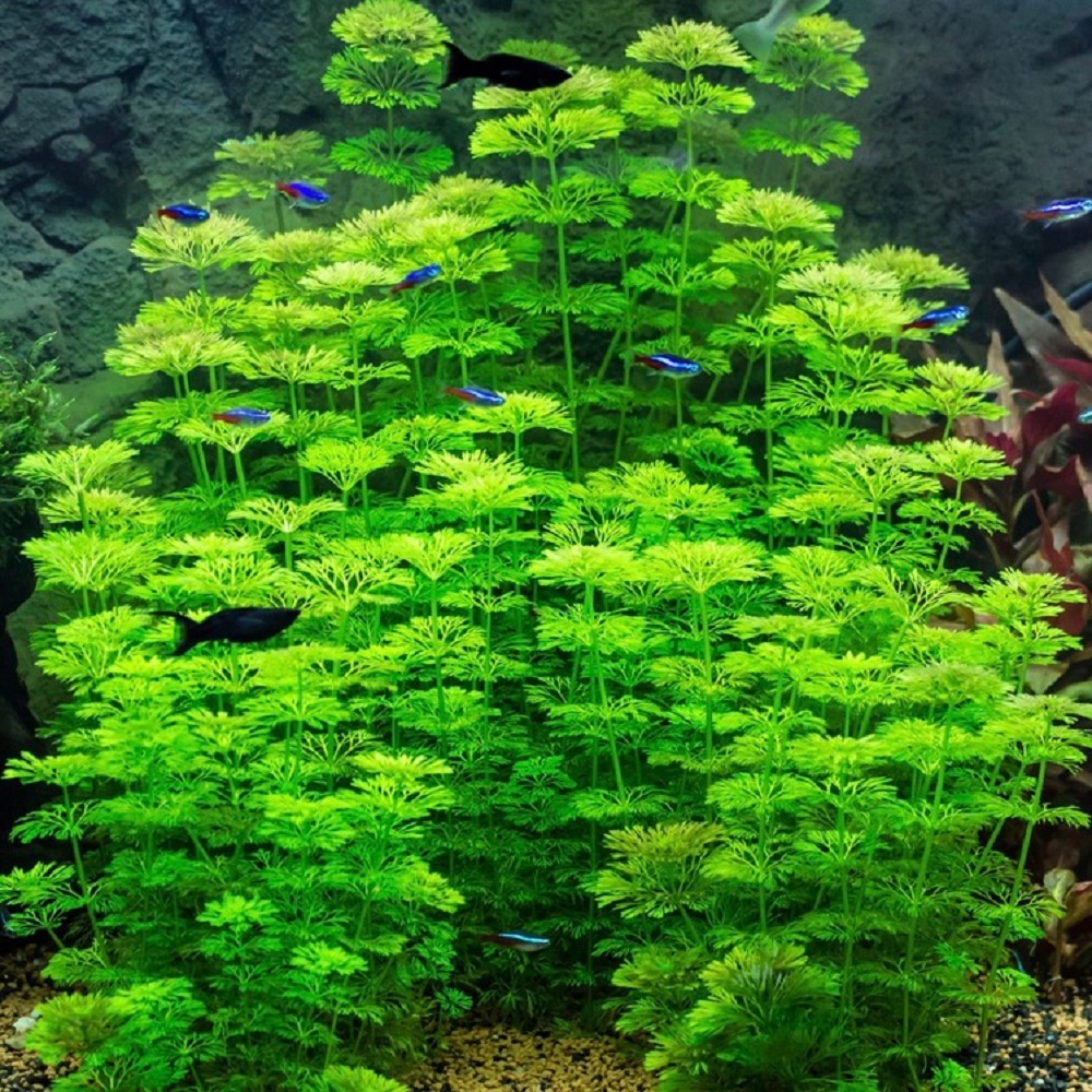 Limnophilia Sessiflora