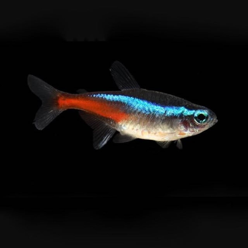 Paracheirodon Innesi Neon Tetra