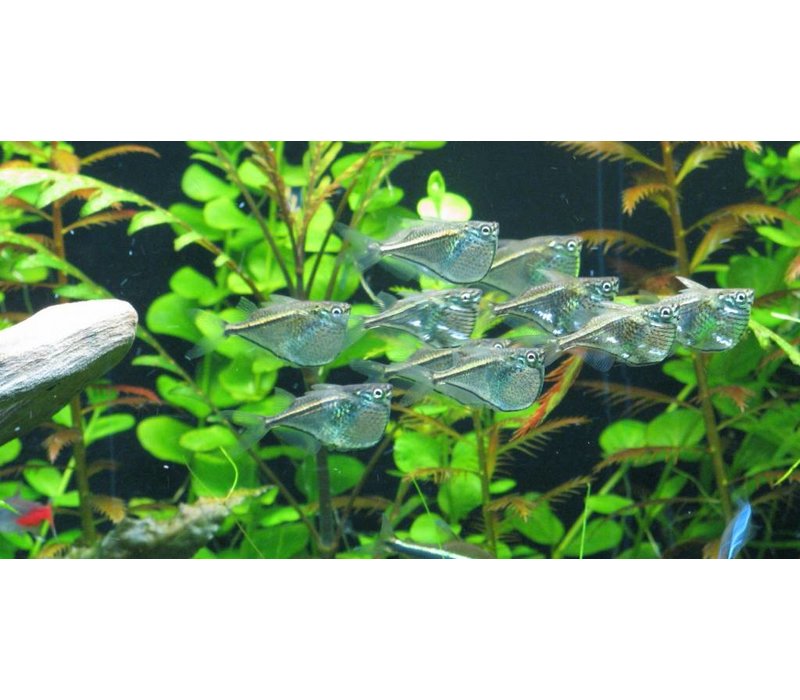 Carnegiella Marthae Zilverbijlzalm L
