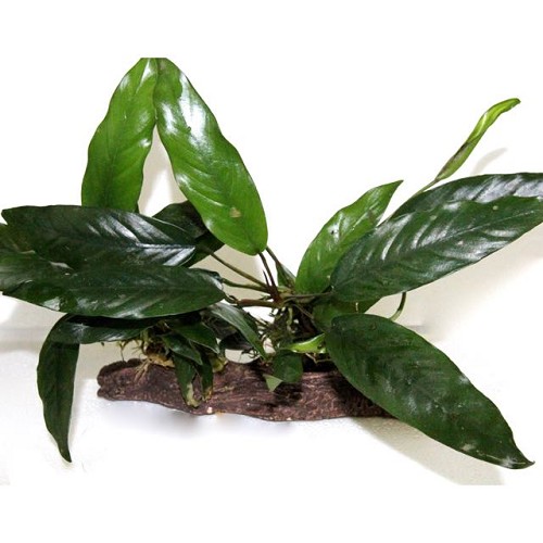 Anubias On Stone Wood M