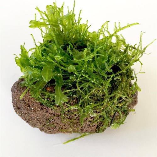Moss On Stone Size M