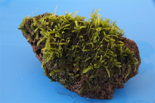 Moss On Stone Size S
