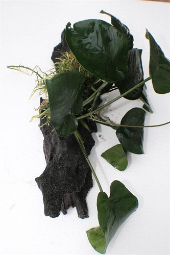 Anubias On Driftwood M