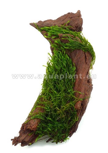Beauty Moss On Driftwood
