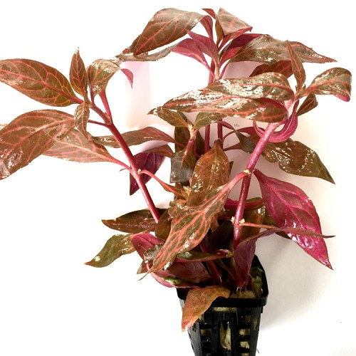 Alternanthera Reineckii In Pot