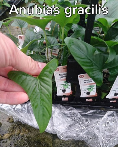 Anubias Gracilis In Pot