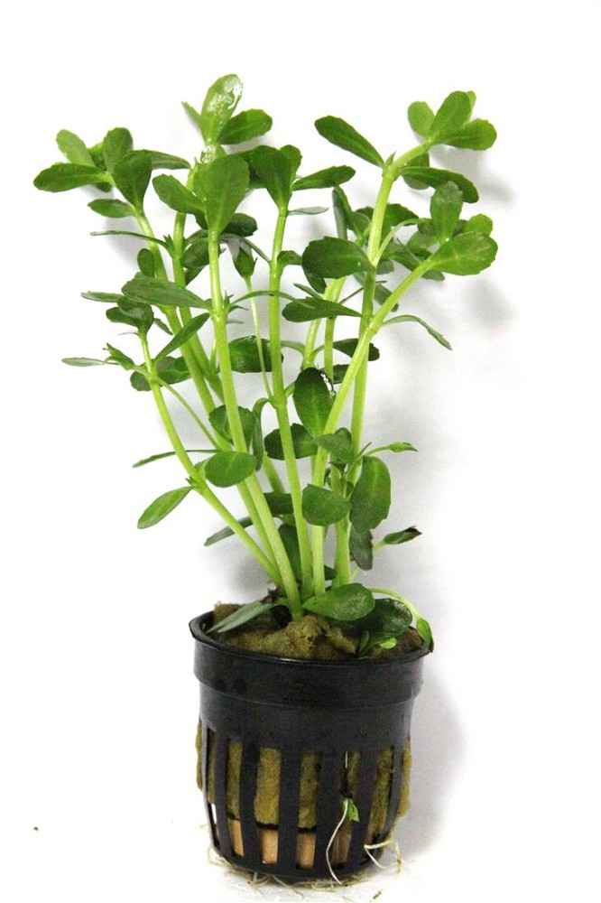 Bacopa Crenata ( Monnieri) In Pot