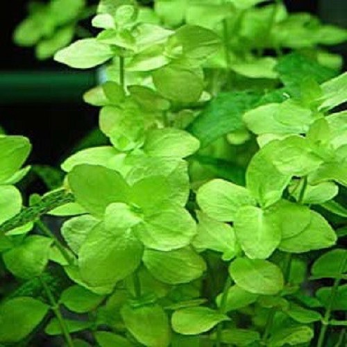 Bacopa Australis