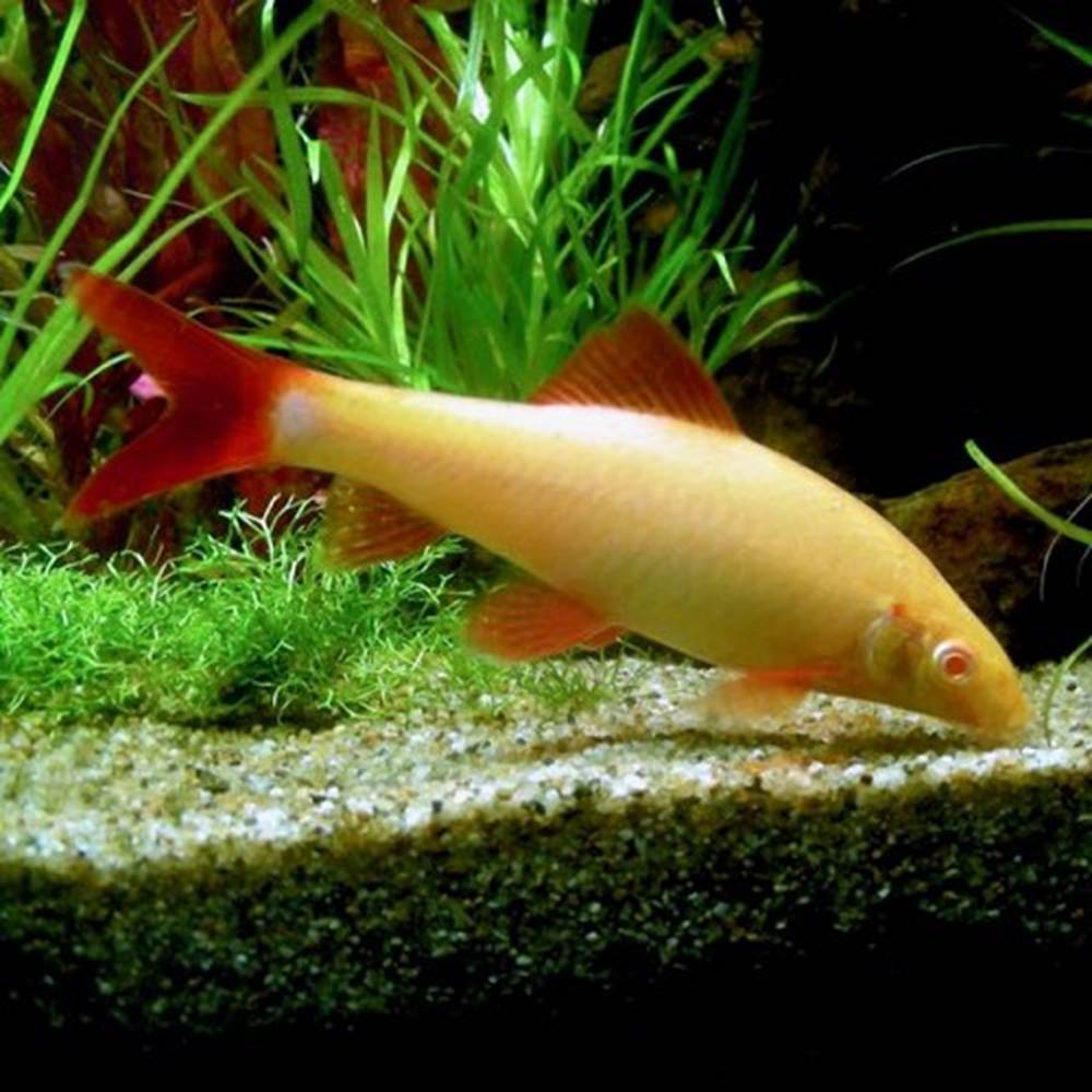 Labeo Frenatus Albino Labeo M Diertotaal.nl