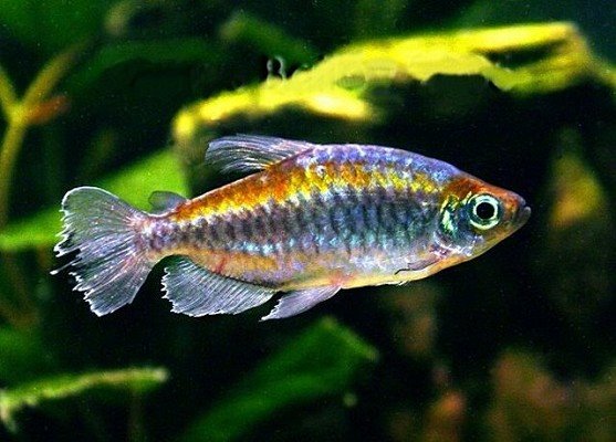 Interruptus Kongozalm