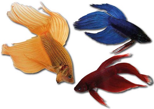 Betta Splendens Betta Man Mix