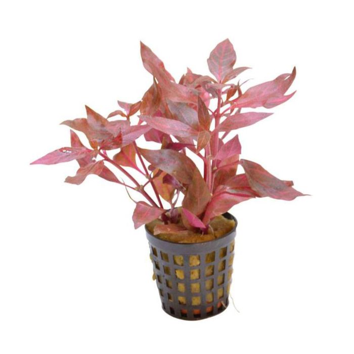 Alternanthera Cardinalis In Pot