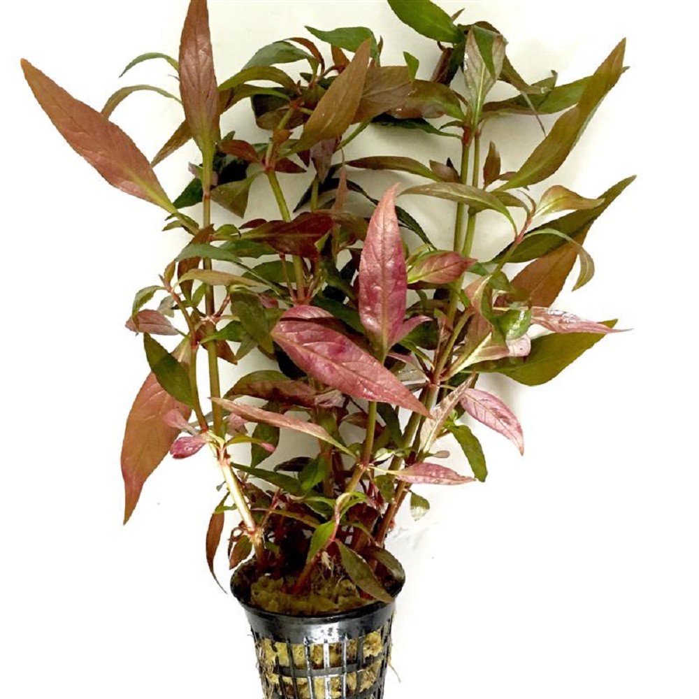 Alternanthera Lilacina In Pot