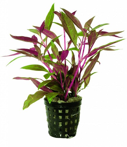 Alternanthera Rosaefolia In Pot