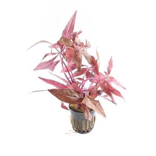 Alternanthera Sessilis In Pot
