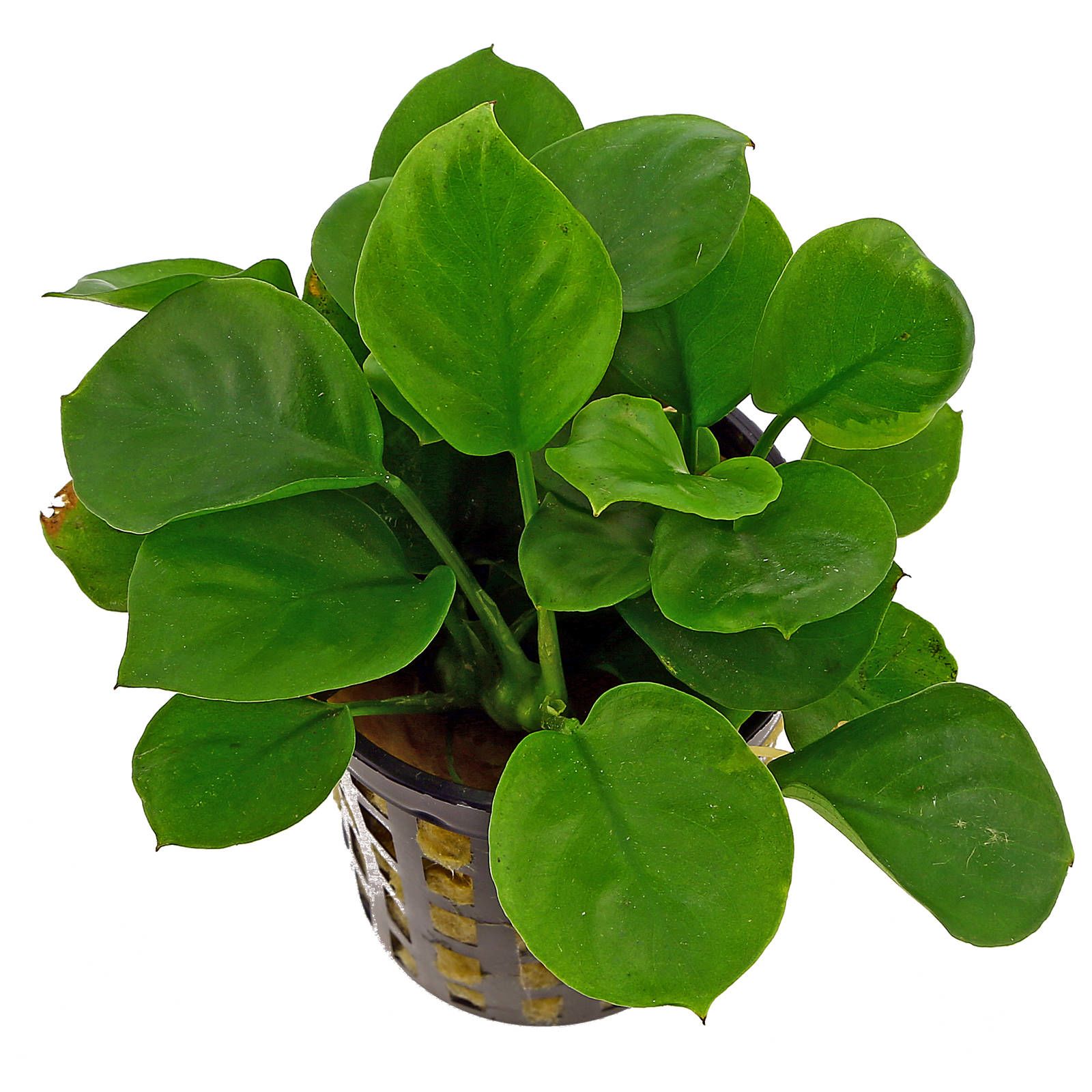 Anubias Congensis Round