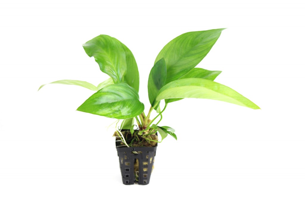 Anubias Congensis Arrow