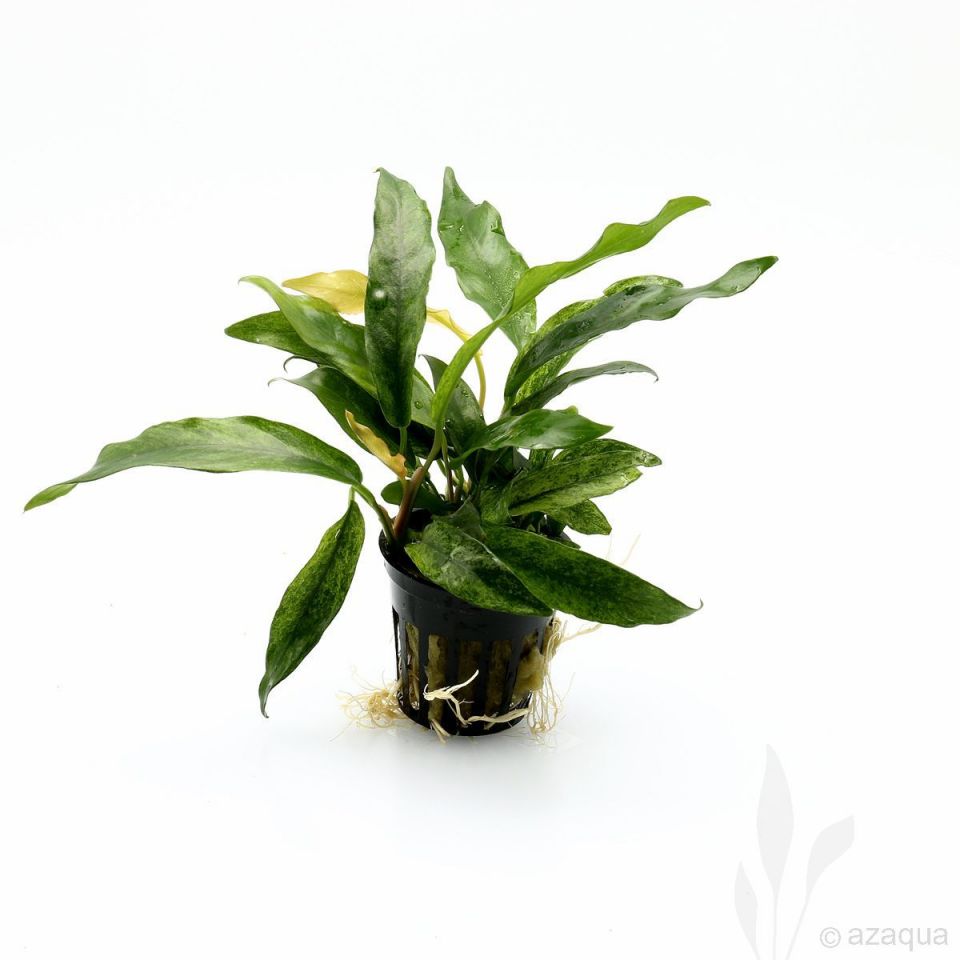 Anubias Minima In Pot