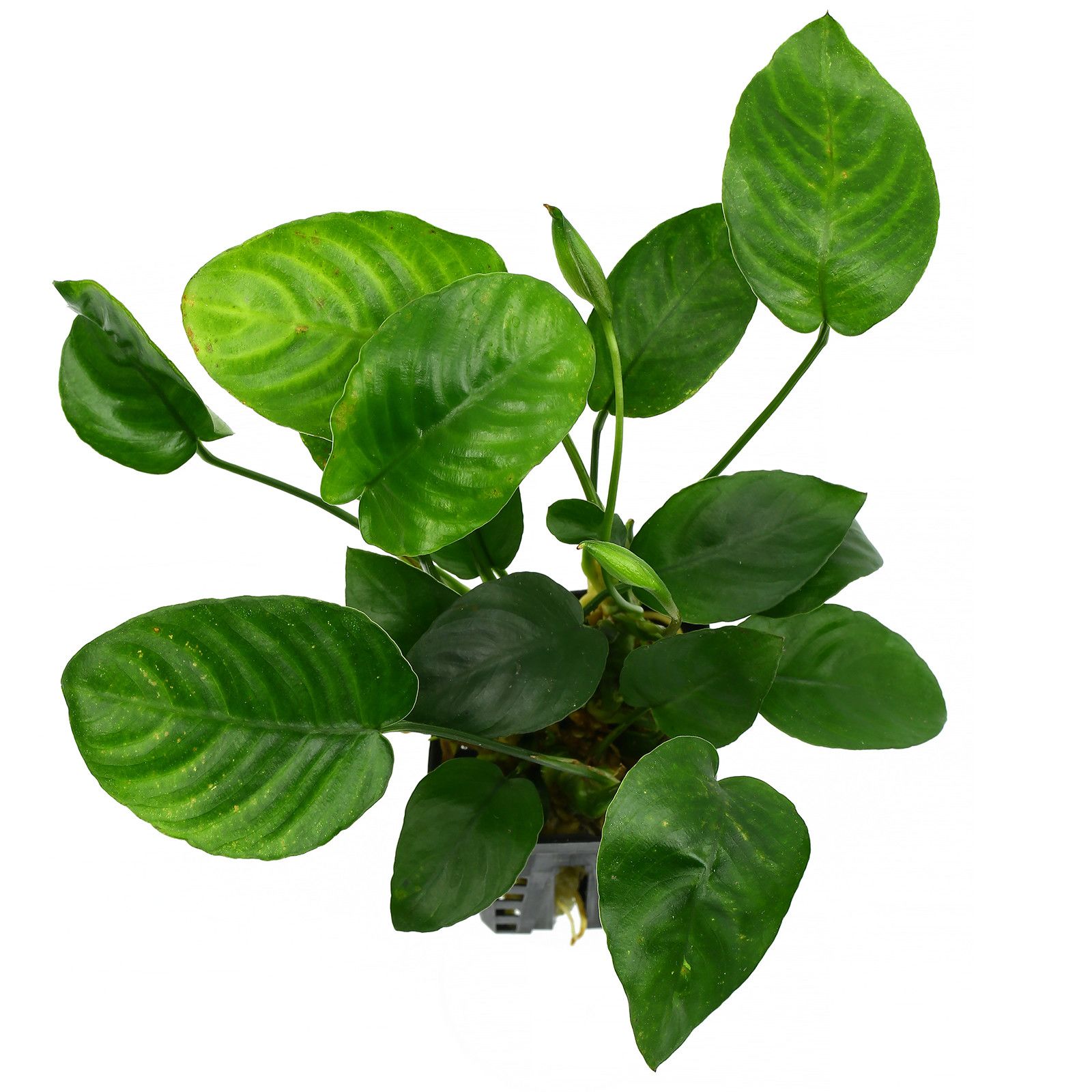 Anubias Ondulatus In Pot