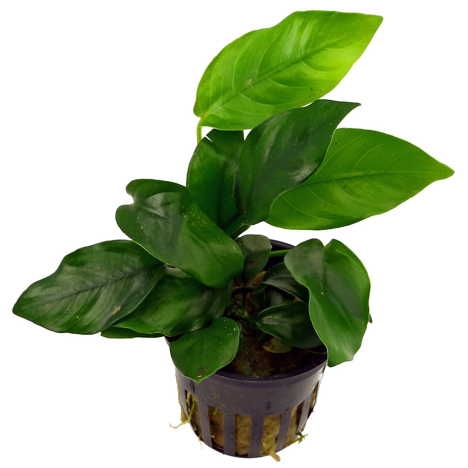 Anubias Nana In Pot
