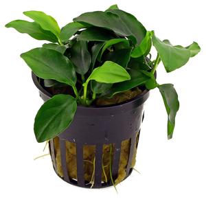 Anubias Bonsai (Nana Mini) Pot