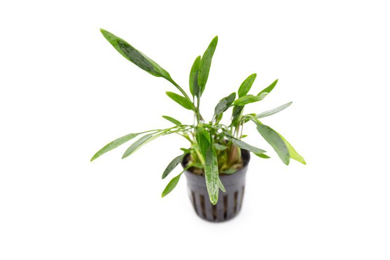 Cryptocoryne Lucens In Pot