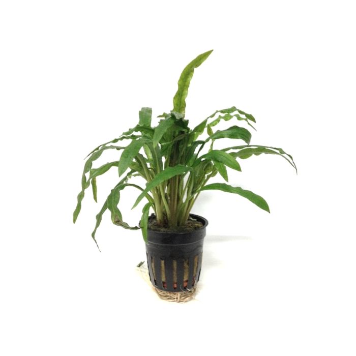 Cryptocoryne Costata In Pot